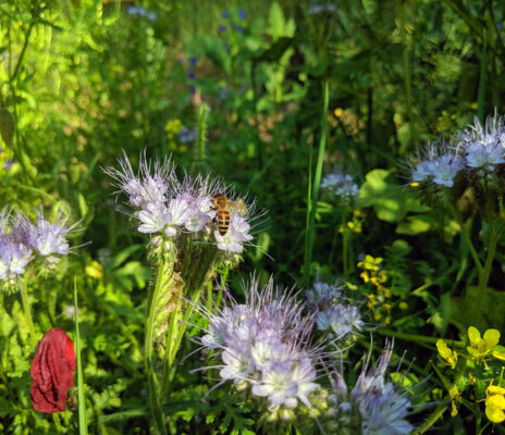 CONTAO_NATURE_THEME_Biene_in_Wildblumenwiese